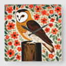 Search for barn owl clocks Wildlife