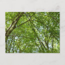 Search for canopy postcards Leaves
