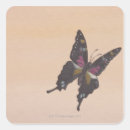 Search for swallowtail stickers Cute