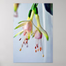 Search for fuchsia flower posters Nature