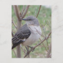 Search for mockingbird postcards Nature