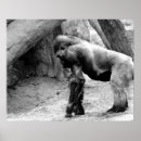 Search for black and white monkey art Gorilla