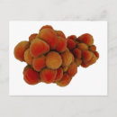 Search for pathology postcards Oncology