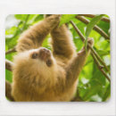 Search for sloth mouse mats Wildlife