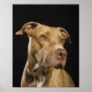 Search for bull terrier art Animal