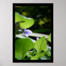 Search for violet floral posters Nature
