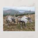 Search for reindeer Wild