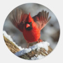 Search for redbird stickers Snow
