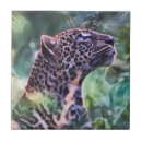 Search for predator tiles Leopard