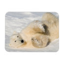 Search for danita delimont cards Arctic