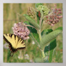 Search for milkweed butterfly posters Wildlife