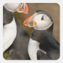 Search for atlantic stickers Wildlife