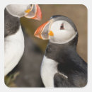 Search for puffins stickers Black