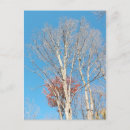 Search for fall scene vertical postcards Trees