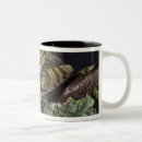 Search for treefrog mugs Red eye