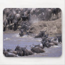 Search for migration mouse mats Herd