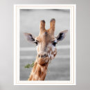 Search for spots posters Wild animal