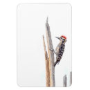 Search for desert bird magnets Birding