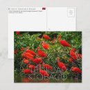 Search for sanctuary postcards Wildlife