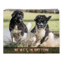 Search for action photography Dog