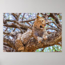 Search for leopard spots posters Jungle