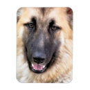 Search for german shepherds magnets Working dogs