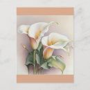 Search for calla postcards Floral