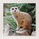 Search for meerkat puzzles Zoo