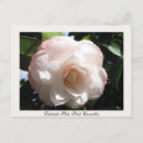 Search for pale postcards Flower