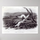 Search for weasel posters Animals
