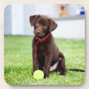 Search for play ball coasters Fetch