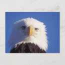 Search for threatening postcards Predator
