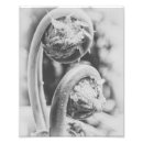 Search for four leaf posters Plant