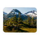 Search for spruce tree magnets Snow