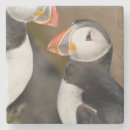 Search for puffin coasters Fratercula arctica