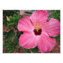 Search for hibiscus art Pink