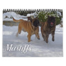 Search for mastiff calendars Dog