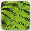 Search for green fern coasters Plant