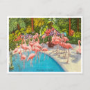 Search for florida bird postcards travel
