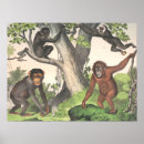 Search for vintage monkey posters Jungle
