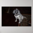 Search for setter painting posters White