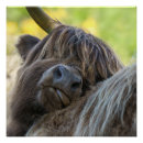 Search for highland cow art Horned