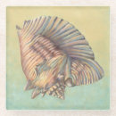 Search for conch coasters Large seashell
