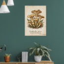 Search for vintage botanical mushrooms posters Chanterelle