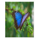 Search for blue morpho butterfly posters Flower