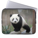 Search for mammal cases Panda