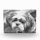 Search for shih tzu photo display Pets