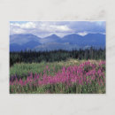 Search for yukon canada postcards National park