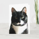Search for staring cards Funny