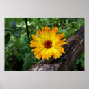 Search for marigold posters Yellow